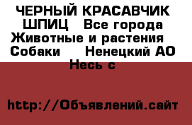 ЧЕРНЫЙ КРАСАВЧИК ШПИЦ - Все города Животные и растения » Собаки   . Ненецкий АО,Несь с.